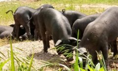 為什么豬、牛食用新鮮玉米苗等會(huì)發(fā)生中毒死亡