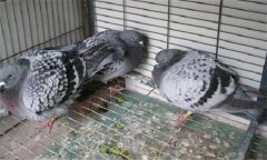 肉鴿常發(fā)病有哪些？如何防治？