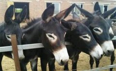 肉驢的飼養(yǎng)原則，肉驢飼養(yǎng)管理技術(shù)及育肥要點(diǎn)