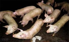 怎樣用蚯蚓喂豬、喂雞、喂鴨的方法