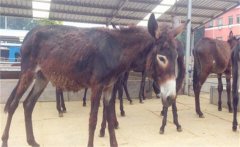 肉驢都有什么好品種？肉驢養(yǎng)殖技術(shù)的四個(gè)要點(diǎn)