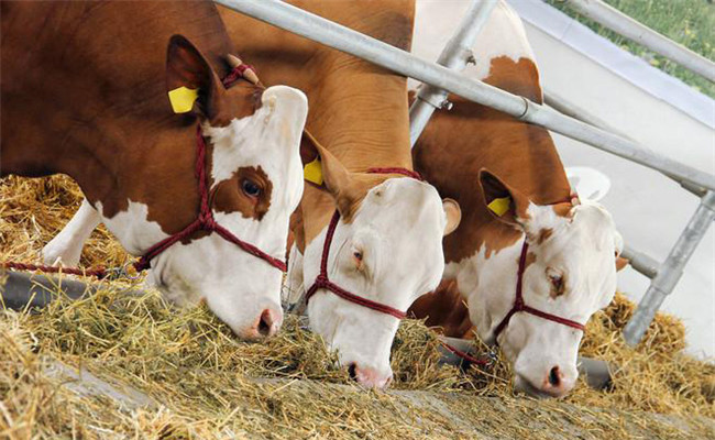 以干草加工調(diào)劑和飼喂家畜時應做到四注意