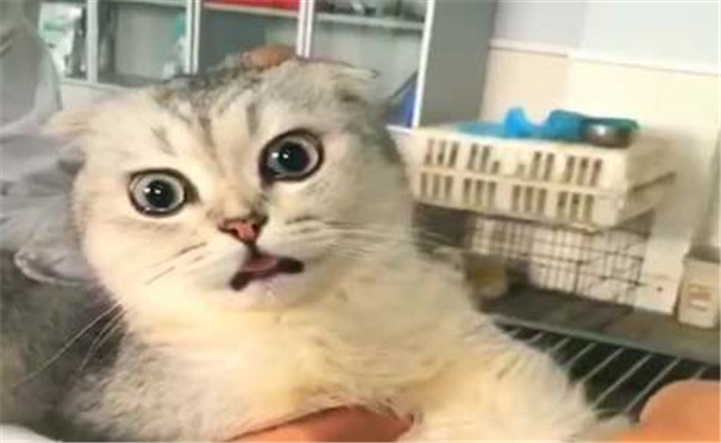 怎樣做好母貓發(fā)情、交配和懷孕期的管理