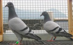 初次養(yǎng)鴿須知，購買鴿子需要注意哪些問題