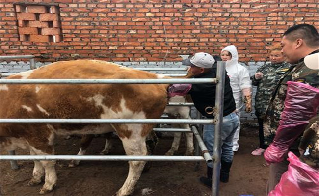 畜禽人工授精的輸精方法