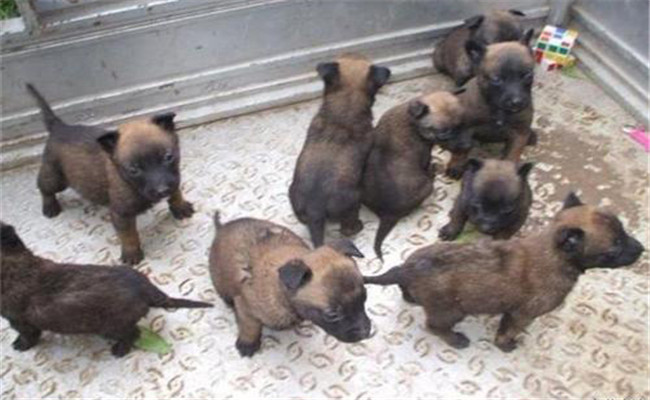 如何通過觀糞便、聽聲音辨析畜禽疾病