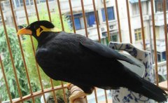 養(yǎng)鳥要注意什么？介紹鳥的衛(wèi)生要求及四季管理