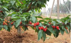 車厘子適合在哪里種植，車厘子種植技術與管理