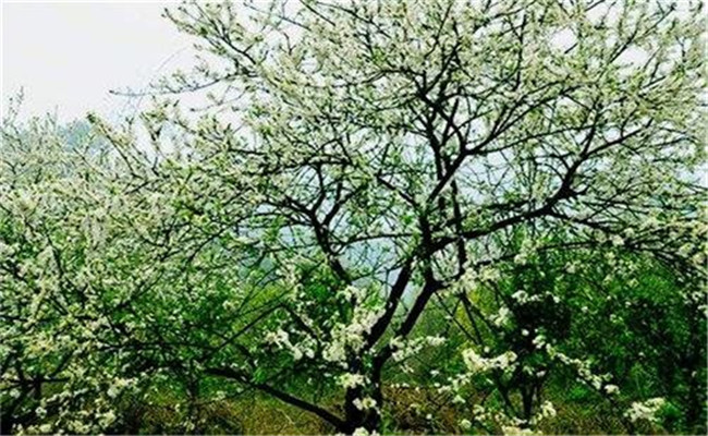 防治李實蜂等蟲害