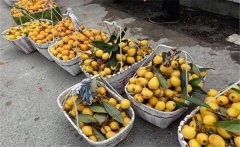 枇杷的產(chǎn)地在哪里，枇杷一般什么時(shí)間上市？