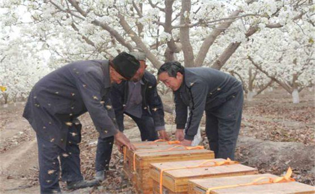 梨樹(shù)花期放蜂授粉