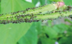 豆角長膩蟲有哪些危害，豆角長膩蟲怎么治？