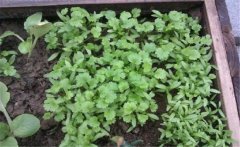 香菜（芫荽）白粉虱如何防治？發(fā)生規(guī)律是什么