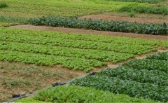 春季大白菜如何種植？大白菜種植技術(shù)！