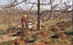 櫻桃如何種植？櫻桃種植管理方法是什么？