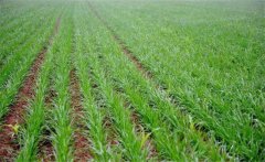 冬小麥如何施肥？小麥的需肥特點是什么？