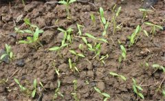 香菜怎么種植？香菜的播種方法和需注意事項