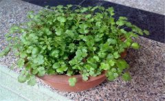 香菜陽臺怎么種？陽臺香菜的種植時間與方法