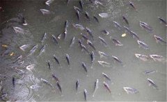 鯽魚在什么季節(jié)產(chǎn)卵，鯽魚產(chǎn)卵需要什么條件