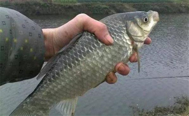 鯽魚的產卵過程