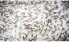 鯽魚(yú)是怎么繁殖的？鯽魚(yú)的發(fā)育過(guò)程簡(jiǎn)介