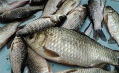 鯽魚是淡水魚還是海魚？鯽魚主要品種簡介