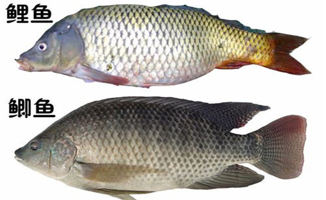 鯽魚(yú)跟鯉魚(yú)的區(qū)別