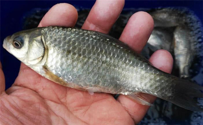 鯽魚(yú)主要品種簡(jiǎn)介
