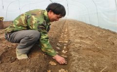 一畝地需要多少斤姜種，能產(chǎn)多少斤生姜？