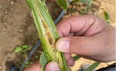 生姜種植如何防治姜薊馬？姜薊馬用什么藥？