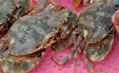 梭子蟹產(chǎn)地在哪里，梭子蟹怎么養(yǎng)？