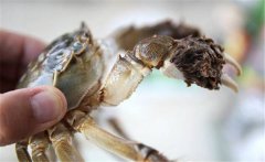 飛蟹什么時候最肥？吃飛蟹的注意事項