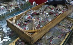 梭子蟹什么時候上市，怎么挑選梭子蟹？