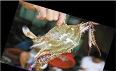 如何選購梭子蟹，梭子蟹的蟹黃是什么樣子的