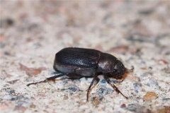 多菌靈能殺死害蟲嗎？一包多菌靈可拌多少土？