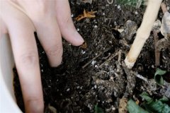 多菌靈可以直接拌花土嗎？多菌靈土壤消毒方法