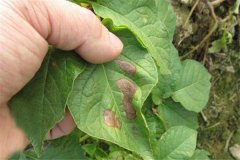 土豆的主要病害有哪些，用什么藥防治？