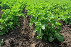 土豆苗移栽能活嗎？土豆苗長得太高如何處理？