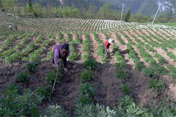 土豆起壟種植應(yīng)注意什么