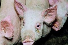 育肥豬霉菌毒素中毒癥狀，怎么治療 多久能恢復(fù)