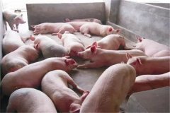 育肥豬不吃食是什么原因，豬不吃食怎么辦？