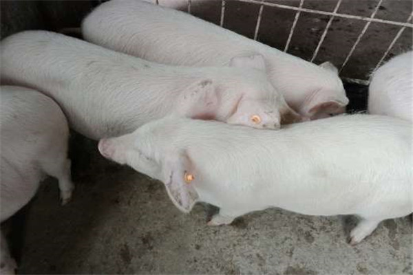 肥豬不愛(ài)吃食是怎么回事