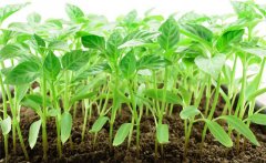 辣椒怎么育苗，辣椒育苗應(yīng)控制的溫度是多少