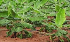 香蕉園怎樣施肥，香蕉園怎么選用除草劑？