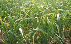 大蒜黃葉和干尖的原因是什么，怎樣解決？