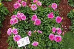 大麗花是一年生還是多年生？大麗花的越冬方法