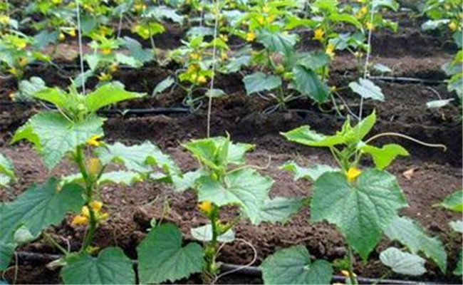 黃瓜株距、行距是多少