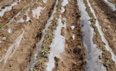 種植黃瓜如何起壟？大棚黃瓜起壟栽培技術(shù)要點(diǎn)