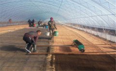 早稻育秧如何催芽？早稻浸種催芽注意事項(xiàng)