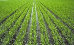 雜交水稻的株距行距是多少？雜交水稻種植技術(shù)